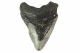 Bargain, Juvenile Megalodon Tooth - North Carolina #152970-1